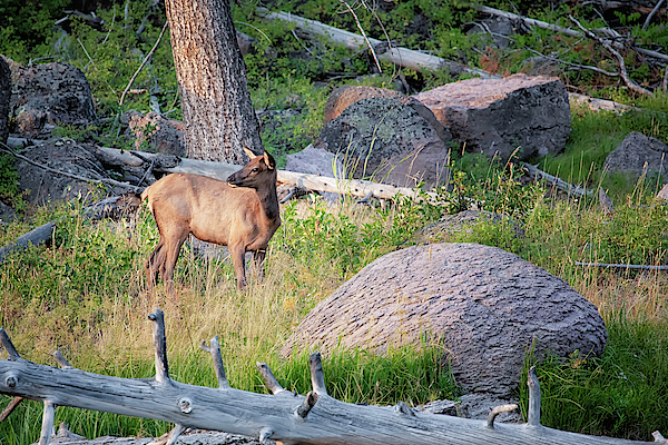Madison River Elk Sunset by My Photography Adventure Madison River Elk Sunset by My Photography Adventure